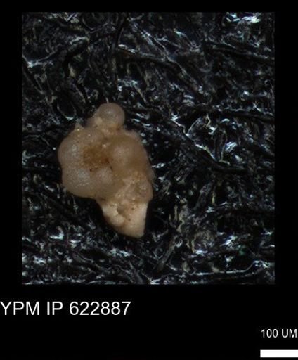undet. Globorotaliidae