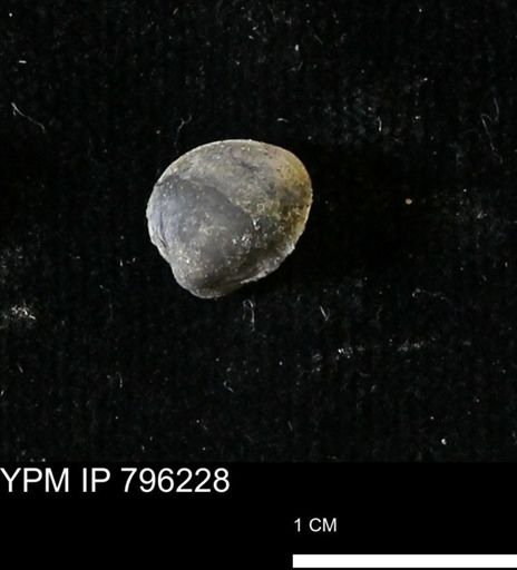 Protocardia subquadrata