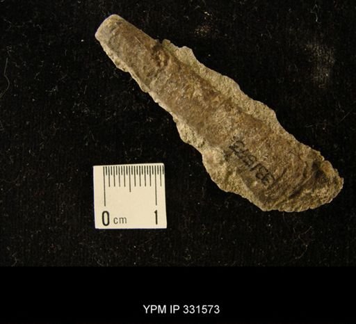 undet. Orthocerida