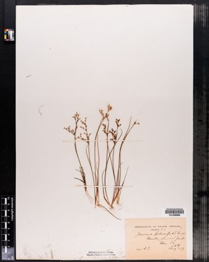 Juncus pelocarpus
