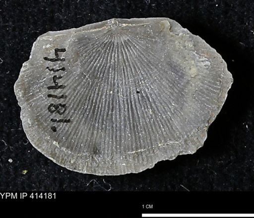 Devonochonetes mucronatus?