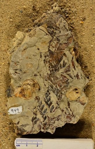 Triphyllopteris rarinervis