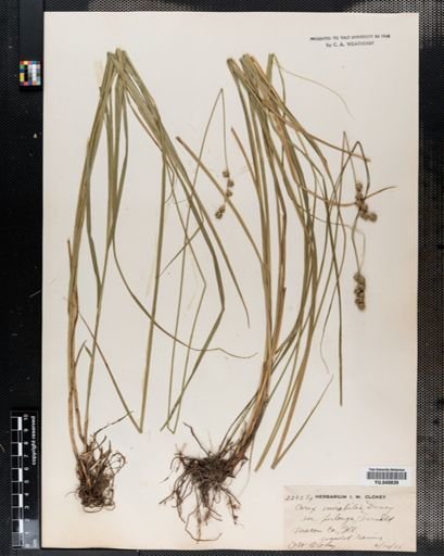 Carex normalis