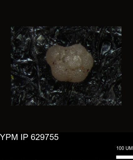 undet. Foraminiferida
