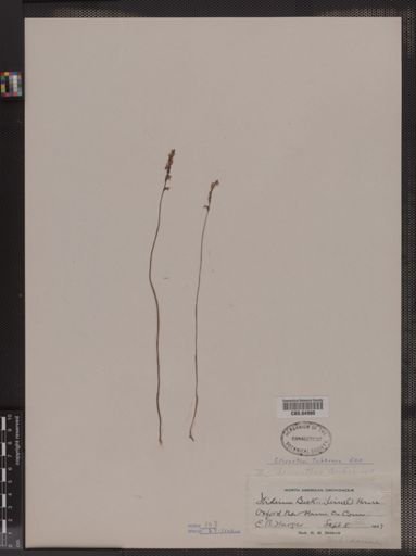 Spiranthes tuberosa