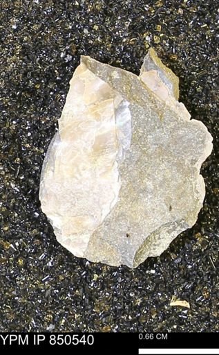undet. Mollusca