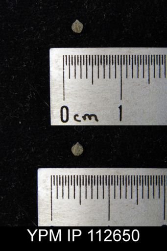 Zygospira sp.