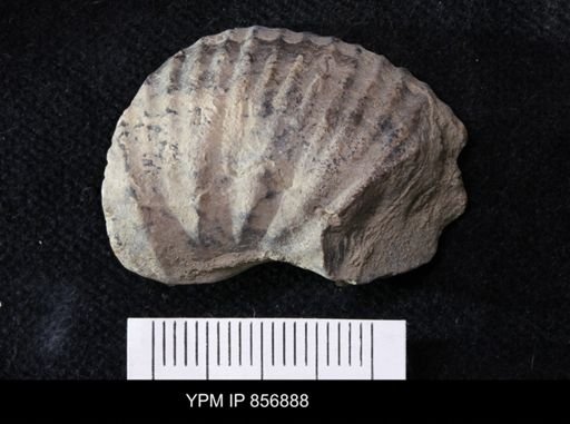 undet. Ammonoidea