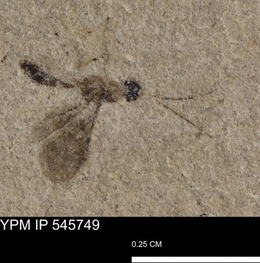 undet. Hymenoptera