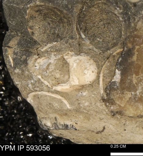 Inoceramus cuneatus