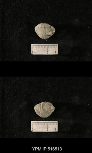 Cyclonema varicosum