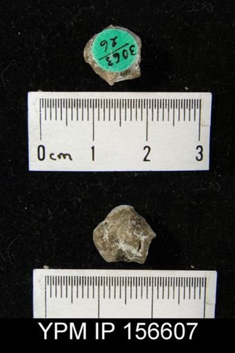 Catazyga headi anticostiensis