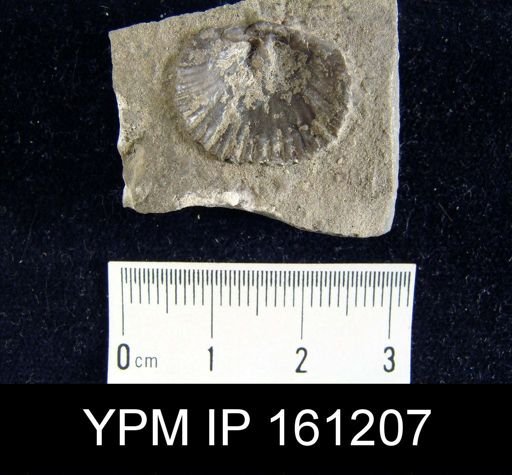 Dinorthis charletona