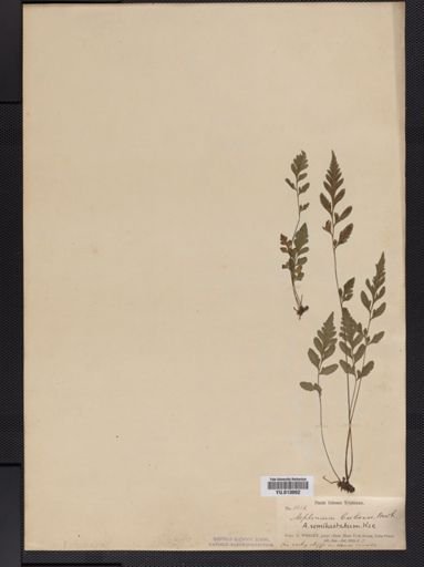 Athyrium
