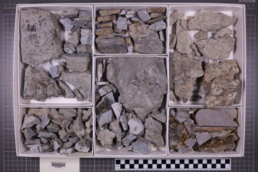 mixed taxa, stratigraphic collection
