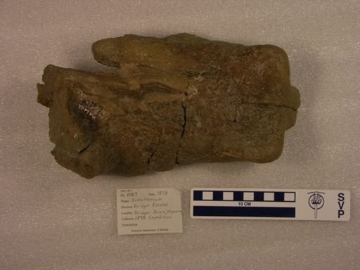 Uintatherium