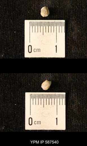 Camarotoechia whitei