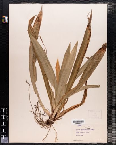 Carex