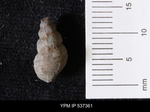 Goniobasis ortmanni