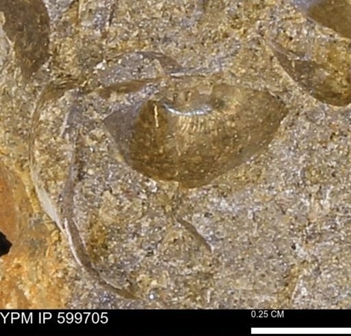 Protocardia subquadrata