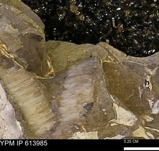 undet. Inoceramidae