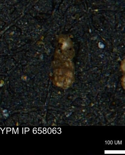Ammobaculoides phaulus