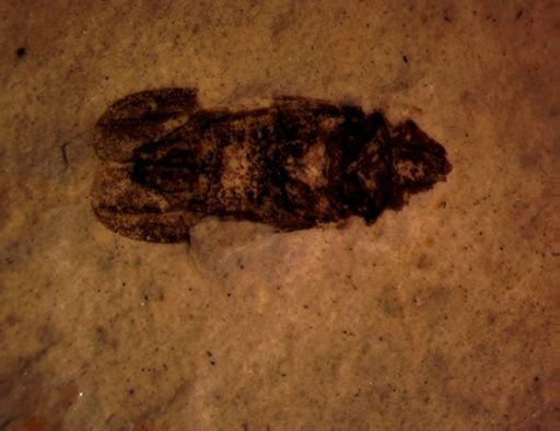 undet. Hemiptera; Cycadoidea
