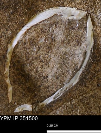 undet. Bivalvia