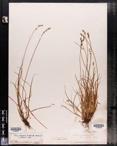 Plantae