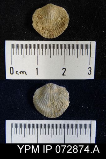 Atrypa tennesseensis