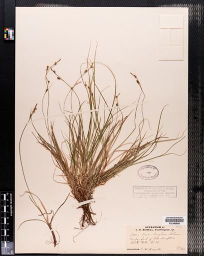 Plantae