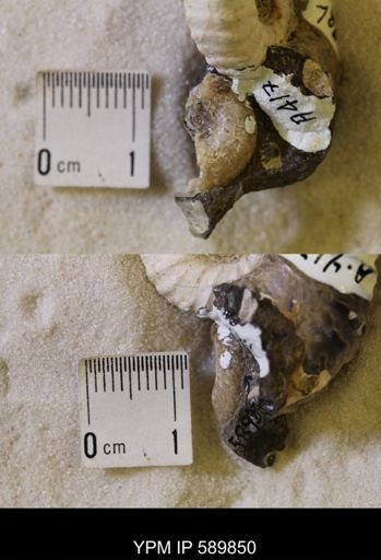 Jeletzkytes nebrascensis