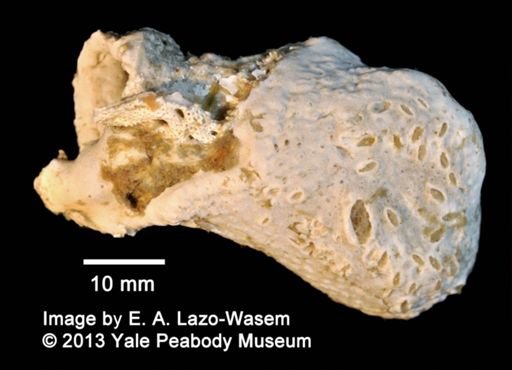 Ascidiacea