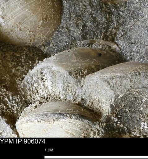 Limopsis striatopunctatus