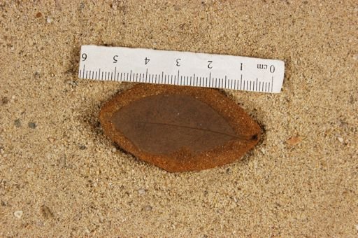 Populus kanseana