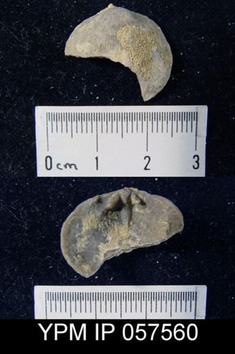 Rhipidomella oblata