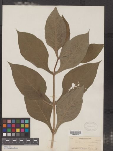 Triosteum aurantiacum