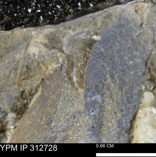 undet. Mollusca