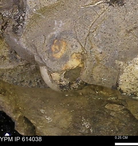 Gastropoda?