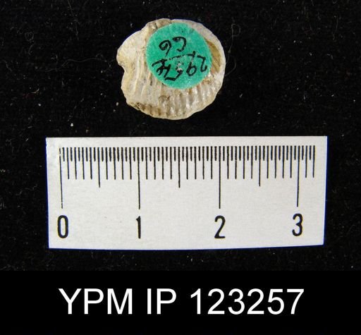 Atrypa reticularis