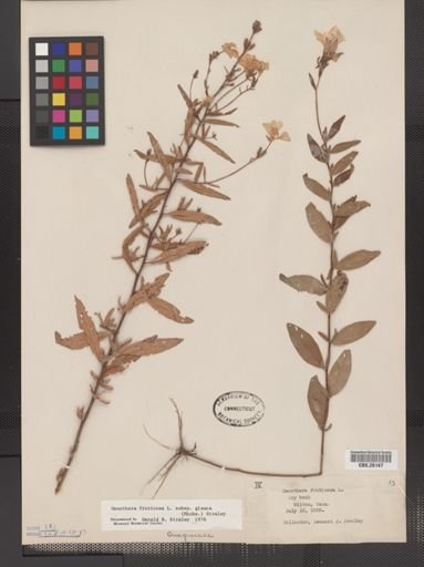 Oenothera fruticosa glauca