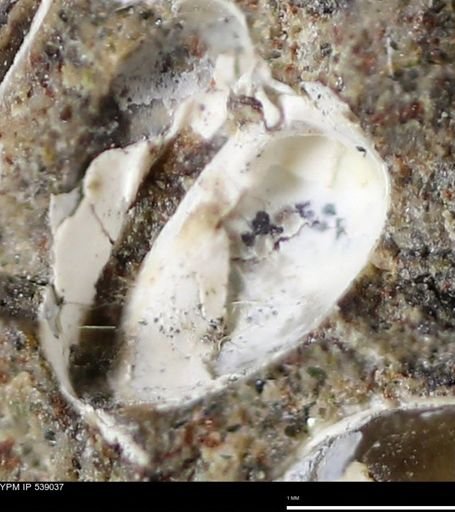 Corbulamella gregaria
