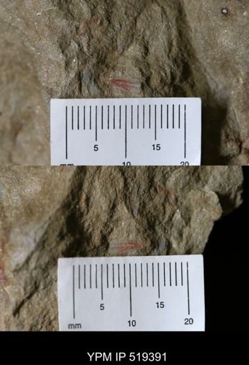 undet. Hyolithida