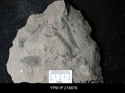 Plantae