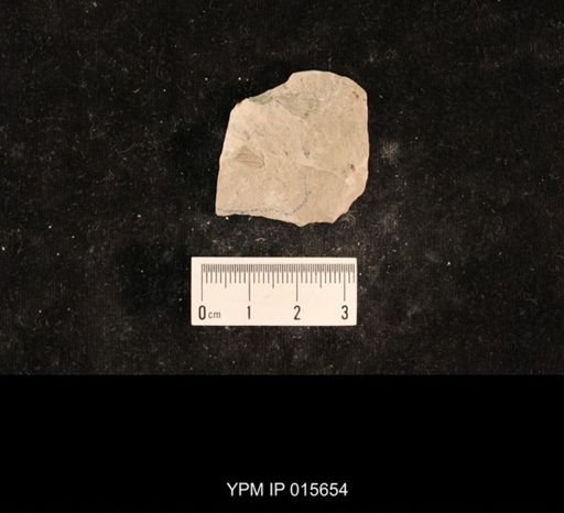 Demopterum gracile