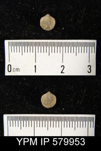 Athyris fultonensis