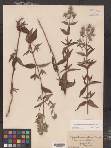 Pycnanthemum muticum