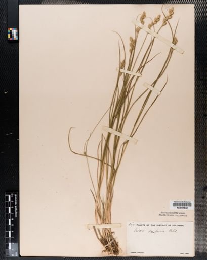 Carex scoparia