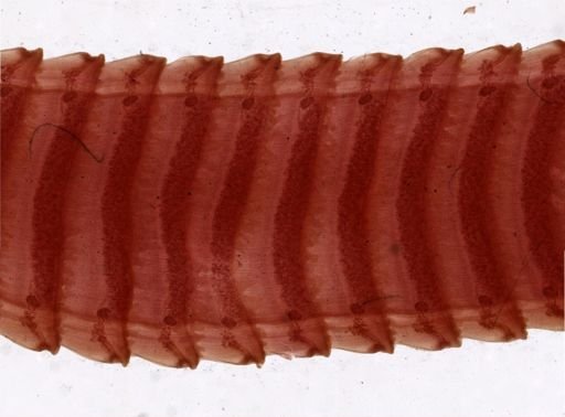 Thysanosoma actinoides