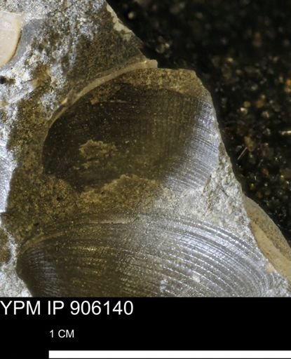 Limopsis striatopunctatus